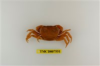 藏品(蔡氏澤蟹)的圖片